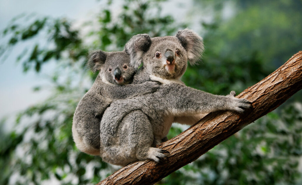 imagen de un koala